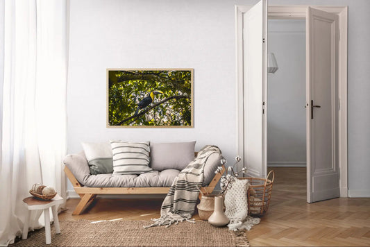 Canopy Light - Chestnut-Mandibled Toucan in the Trees | Costa Rica Wildlife Print