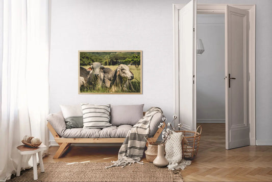 Guardians of the Pasture - Brahman Cattle in Costa Rica Photograph