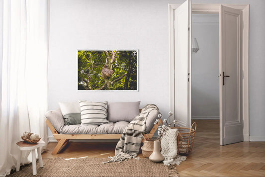 Jungle Dreamer - Three-Toed Sloth in Lush Costa Rica Canopy