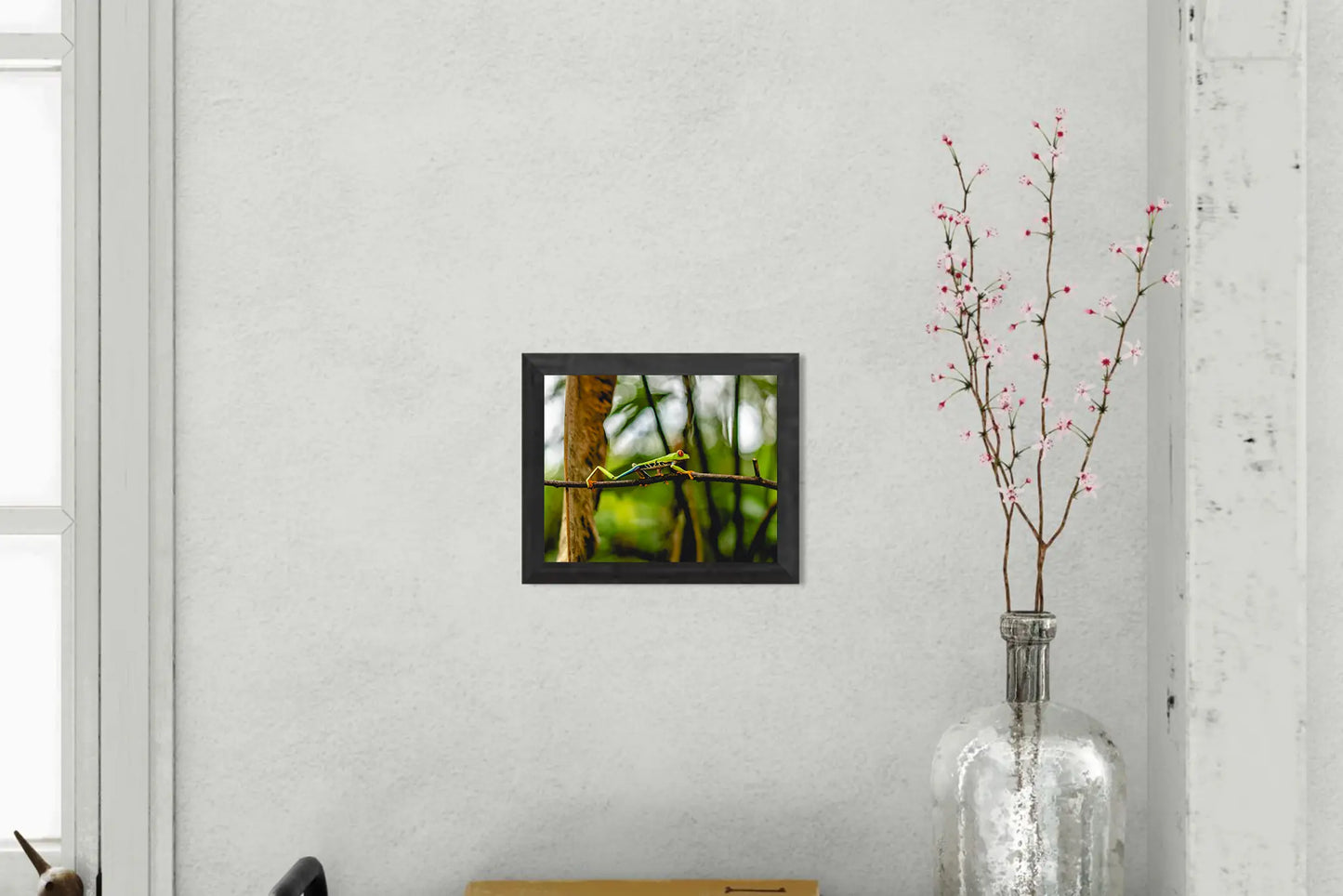 Jungle Acrobat – Red-Eyed Tree Frog in Costa Rica Rainforest