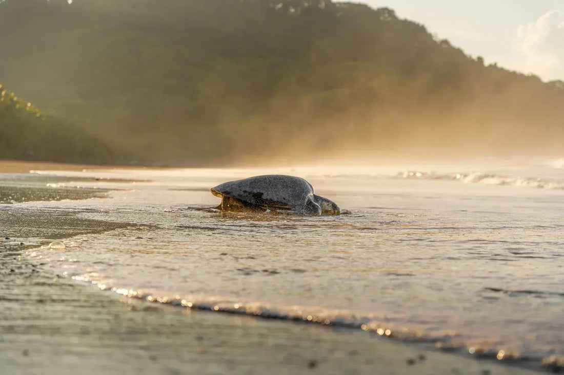 Best Places to See Sea Turtles in Costa Rica | Complete Travel Guide