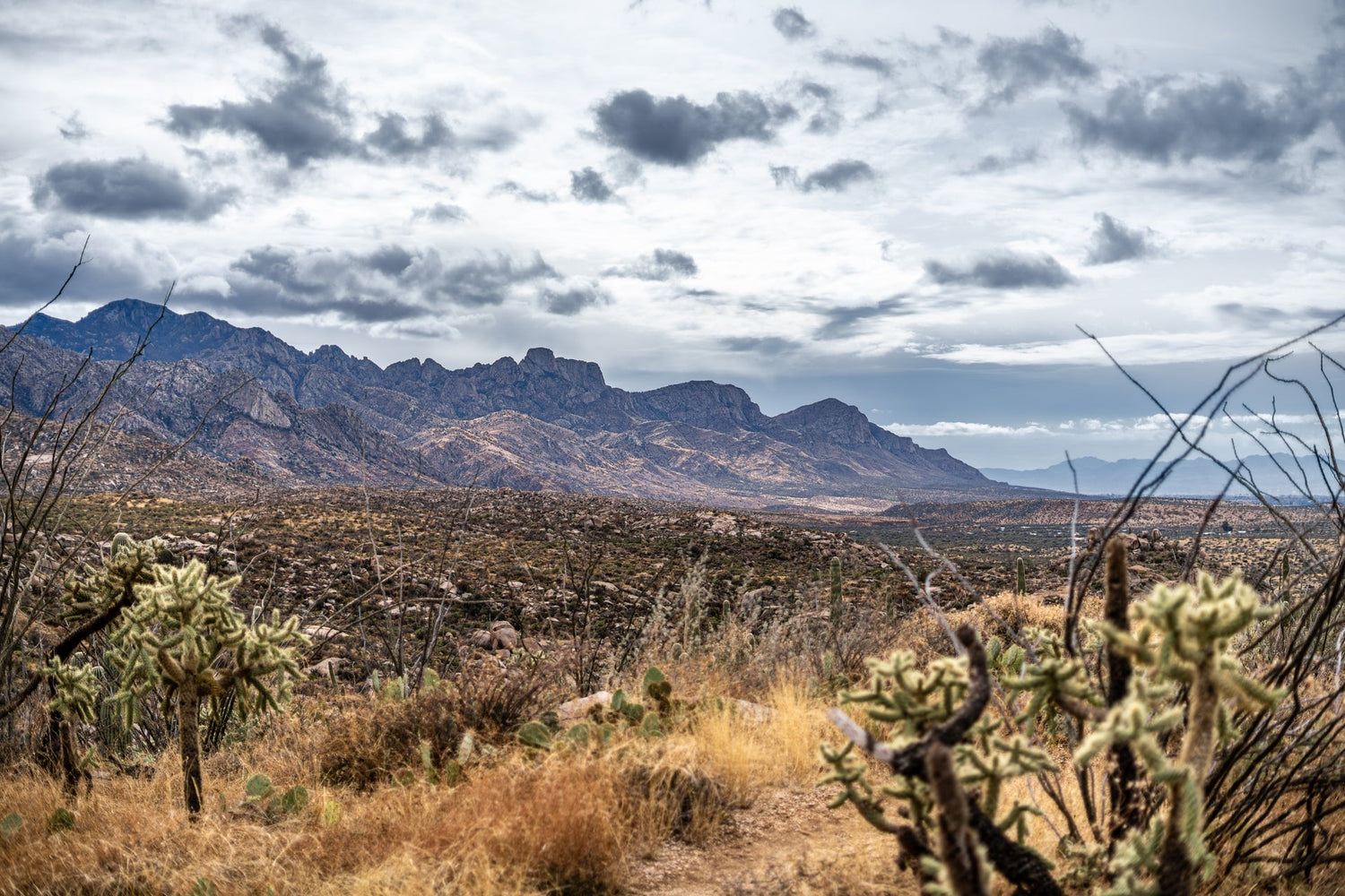 Desert Collection | Fine Art Photography of the Arizona Desert