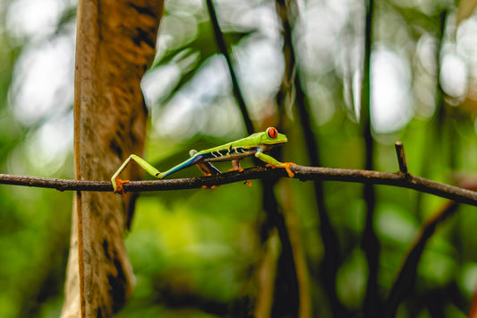 Jungle Acrobat – Red-Eyed Tree Frog in Costa Rica Rainforest