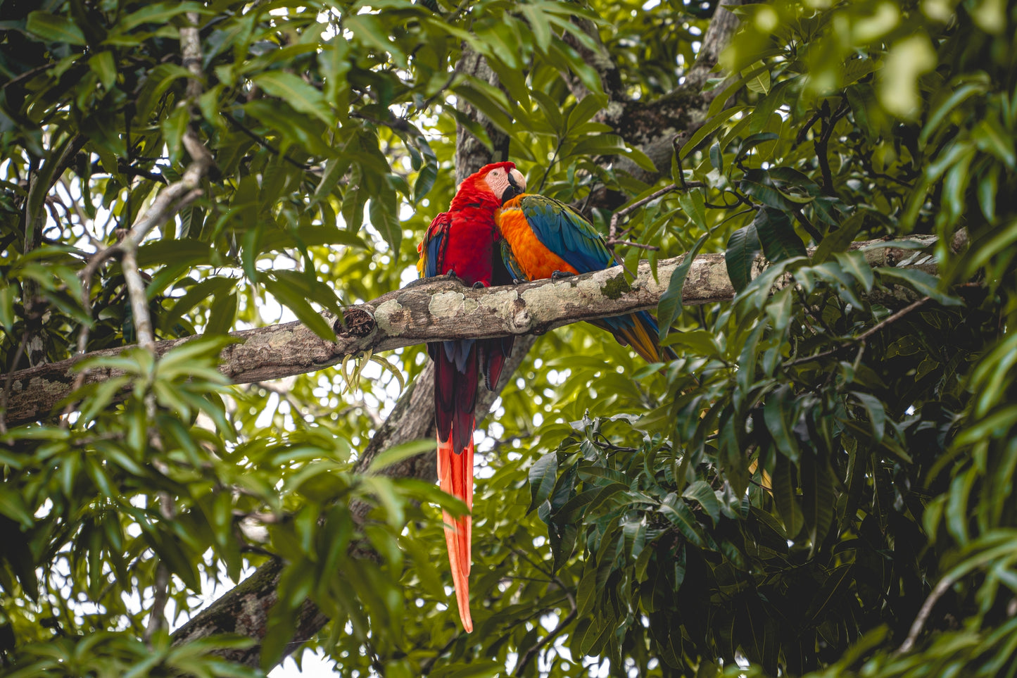 Tropical Pair – Scarlet Macaws in Tree | Costa Rica Bird Photography Print