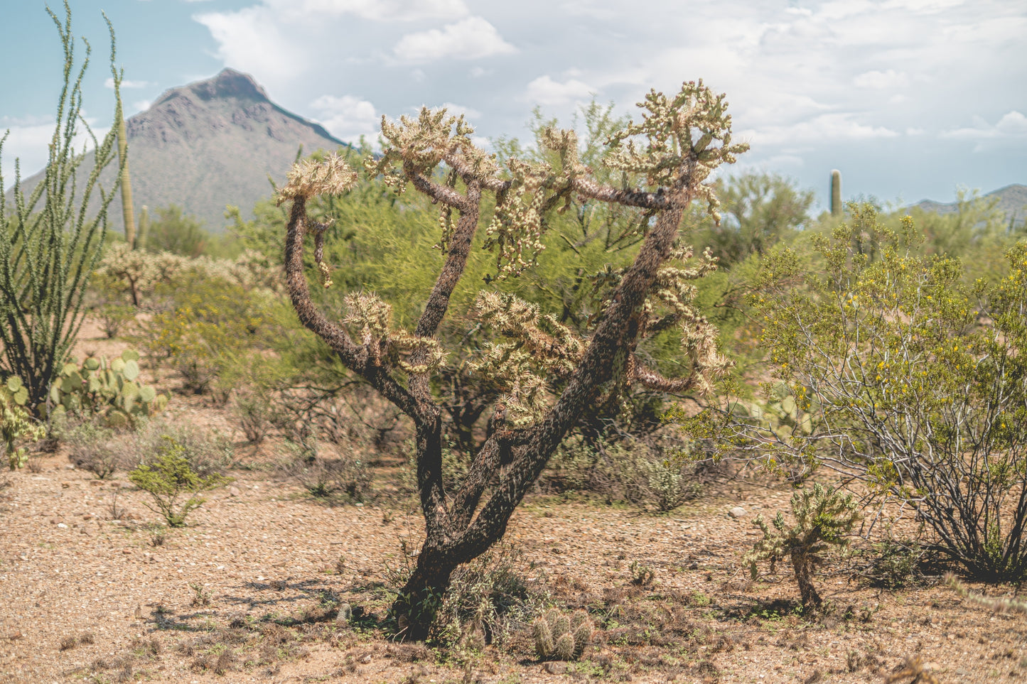 Standing Still – Tucson Mountain Park Cactus Print | Cholla, Creosote & Desert Peak