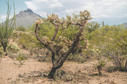 Standing Still – Tucson Mountain Park Cactus Print | Cholla, Creosote & Desert Peak