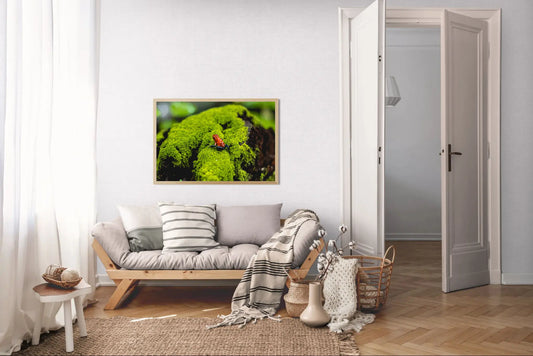 Emerald Throne - Poison Dart Frog on Rainforest Moss | Costa Rica Wildlife Photography