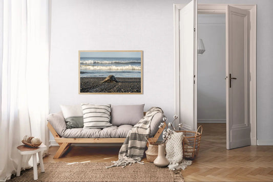 Into the Blue – Olive Ridley Turtle on the Black Sand | Costa Rica Photo Print