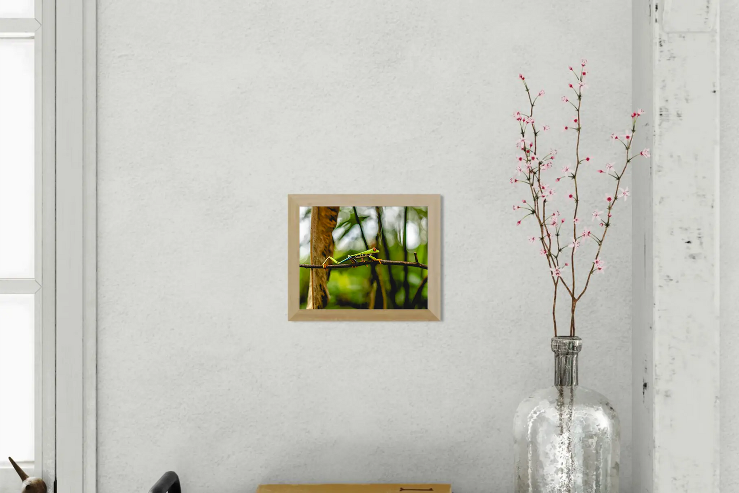 Jungle Acrobat – Red-Eyed Tree Frog in Costa Rica Rainforest