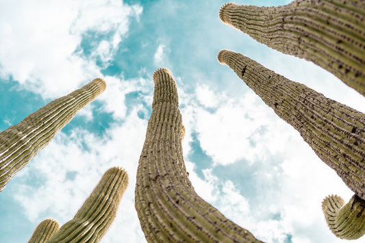 Reach – Saguaro Cactus Color Print | Golden Spines & Turquoise Desert Sky