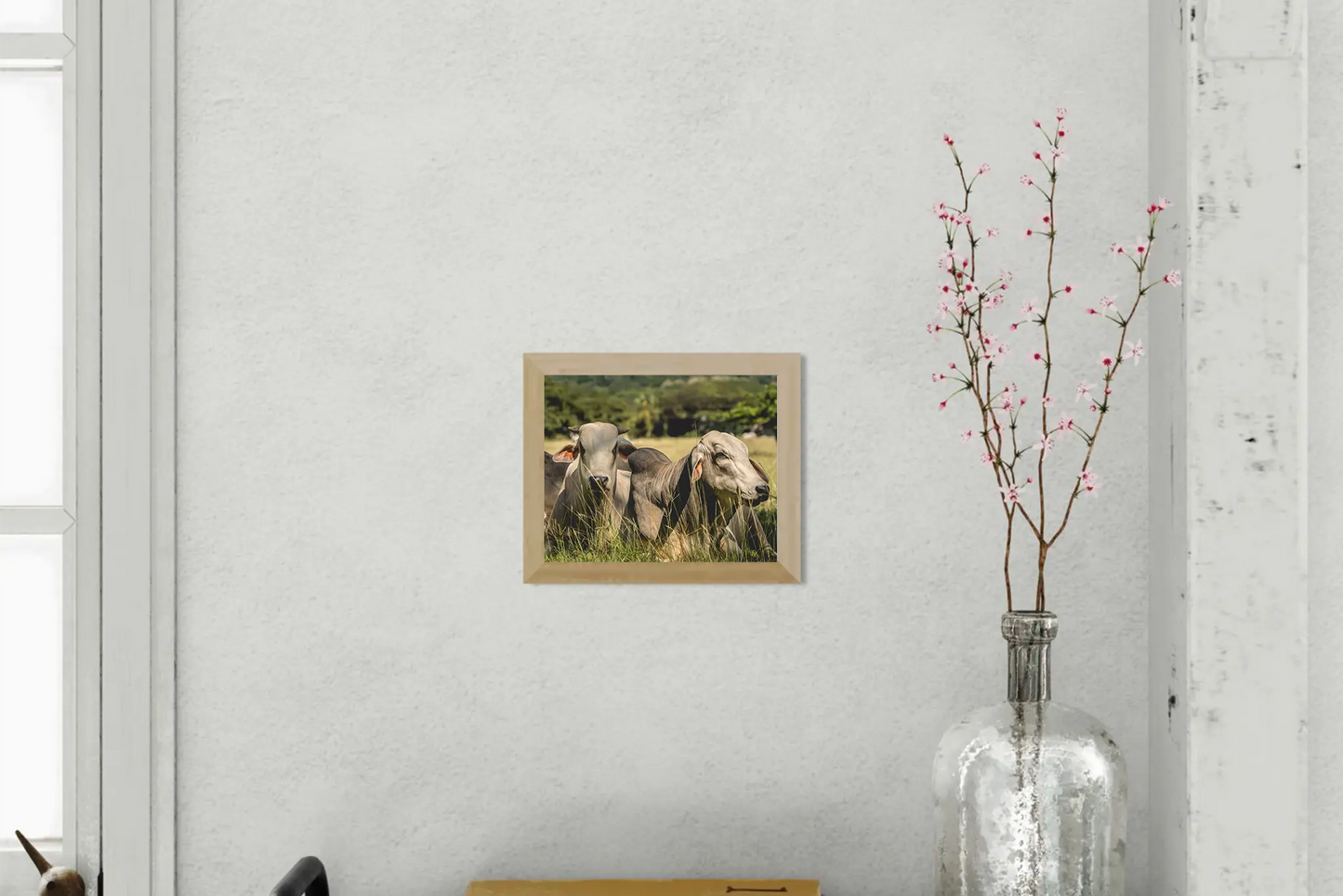 Guardians of the Pasture - Brahman Cattle in Costa Rica Photograph