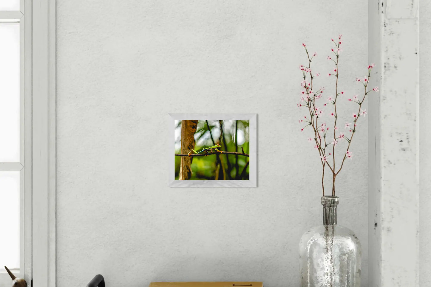 Jungle Acrobat – Red-Eyed Tree Frog in Costa Rica Rainforest