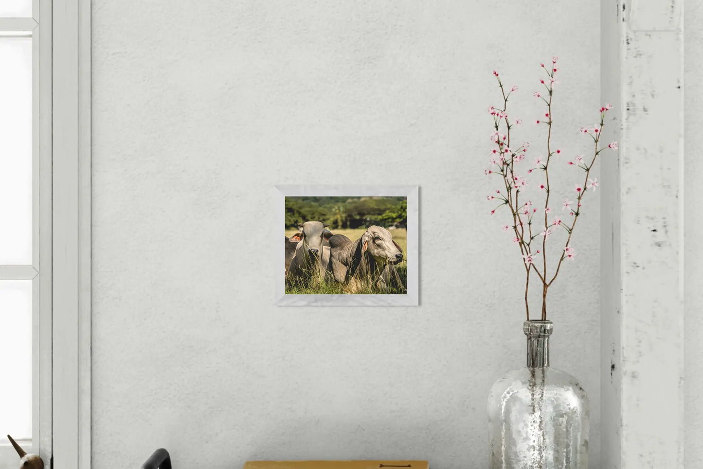 Guardians of the Pasture - Brahman Cattle in Costa Rica Photograph