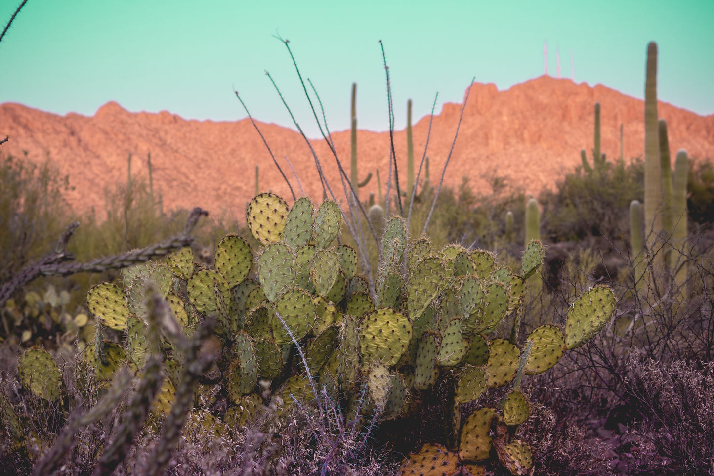 Desert Reverie – Tucson Mountains Sunset Print | Prickly Pear, Saguaros & Glowing Ridge
