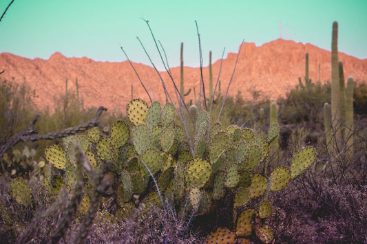 Desert Reverie – Tucson Mountains Sunset Print | Prickly Pear, Saguaros & Glowing Ridge