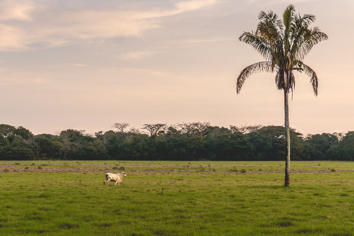 Solitary Grace – Brahman Cow and Palm Tree at Dusk | Costa Rica Wildlife Photo