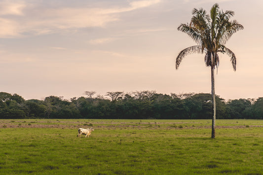 Solitary Grace – Brahman Cow and Palm Tree at Dusk | Costa Rica Wildlife Photo