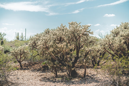 Crowned by Light - Tucson Mountain Park Desert Print | Cholla Grove & Pale Desert Sky