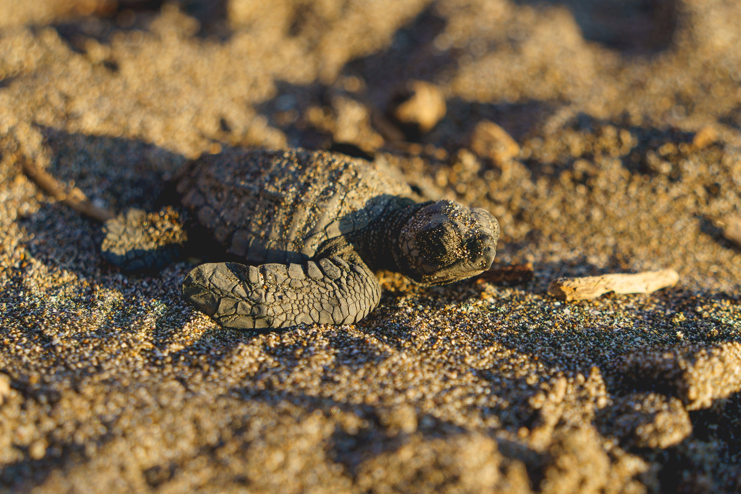 Sun-Kissed Start - Sea Turtle Hatchling on Golden Sand