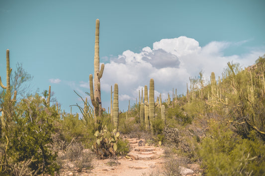 Desert Gate - Saguaro National Park Fine Art Print | Palo Verde Trees, Saguaros & Stone Trail