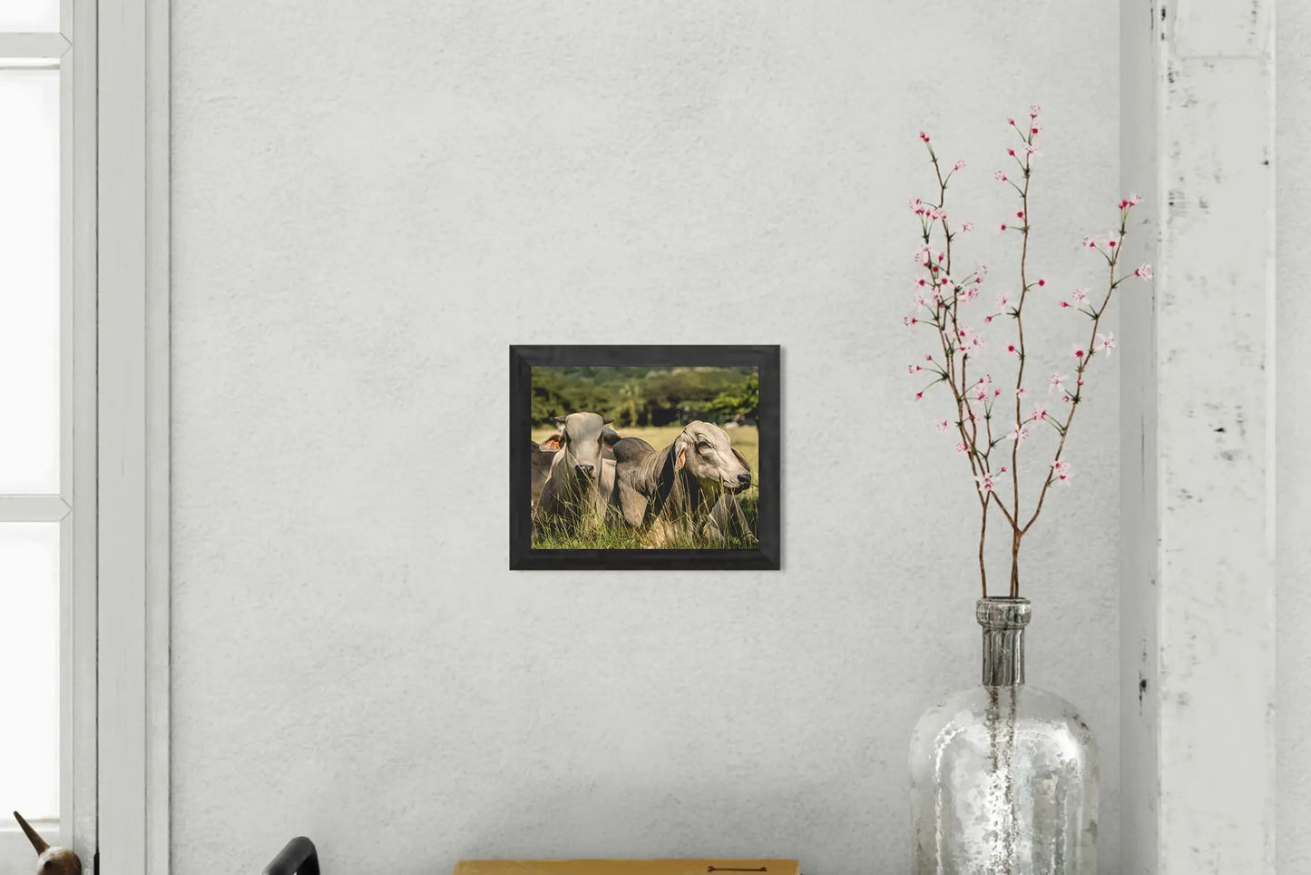 Guardians of the Pasture - Brahman Cattle in Costa Rica Photograph
