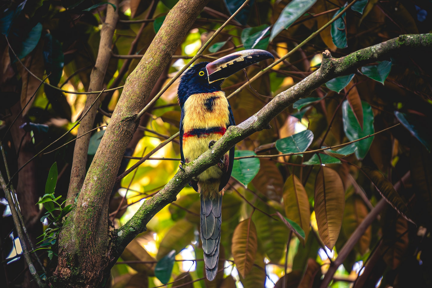 Tropical Perch - Collared Aracari on Forest Branch | Colorful Bird Photography