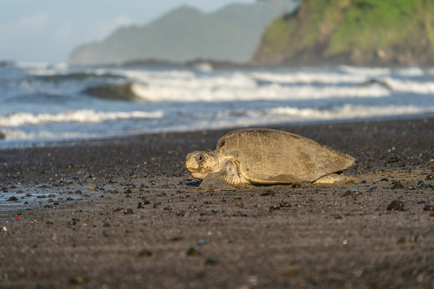 Return to the Tide – Olive Ridley Sea Turtle at Corozalito Beach | Costa Rica Wildlife Photography Print