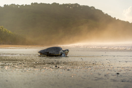 Golden Return – Olive Ridley Sea Turtle at Sunrise | Costa Rica Wildlife Photography Print