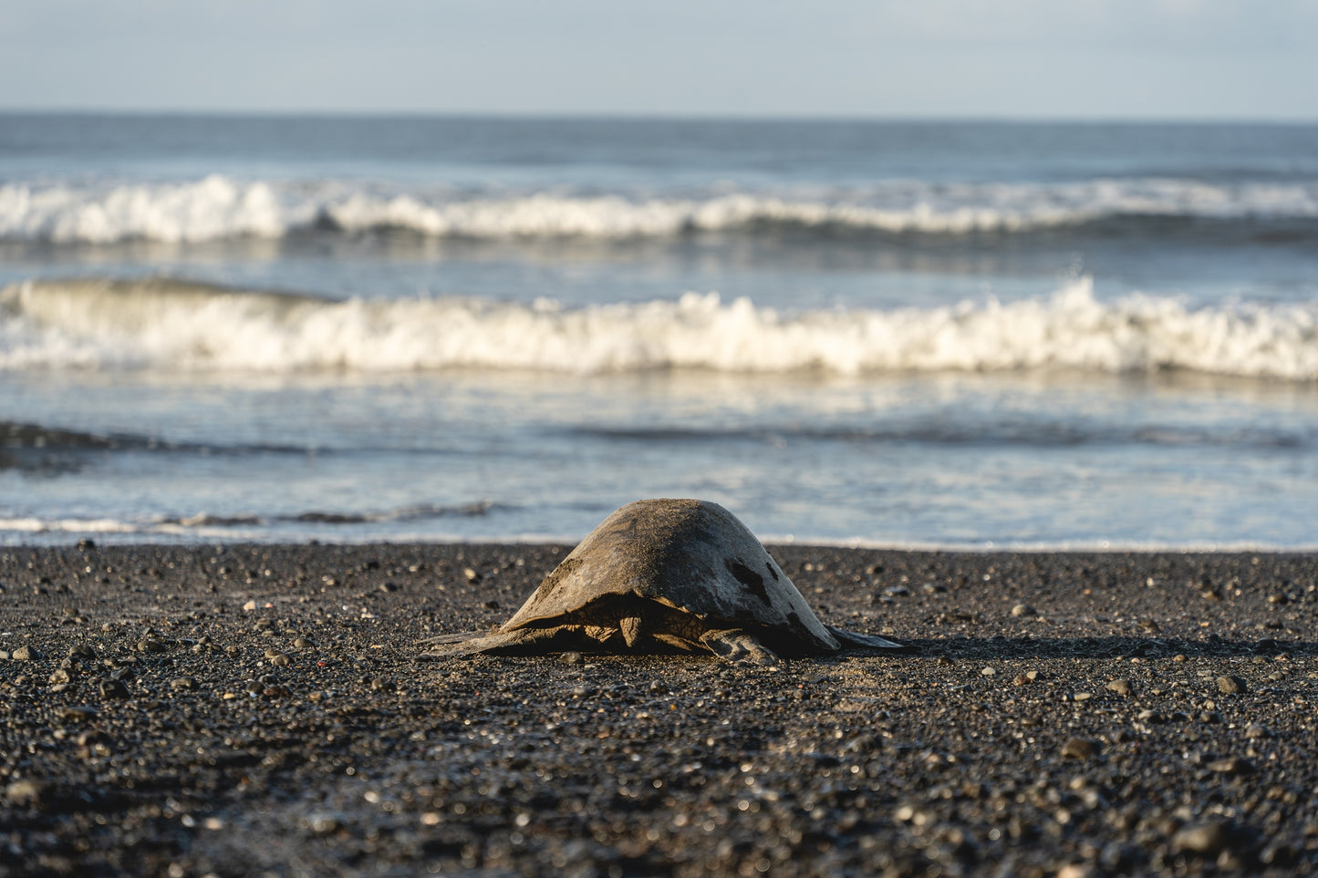 Into the Blue – Olive Ridley Turtle on the Black Sand | Costa Rica Photo Print