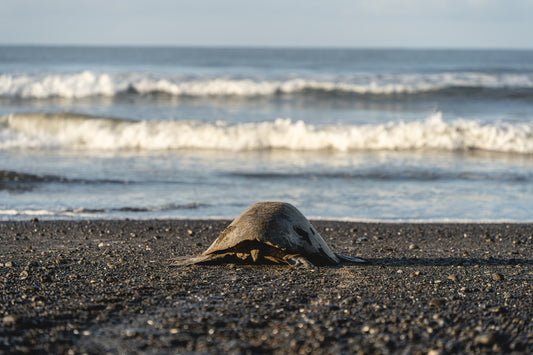 Into the Blue – Olive Ridley Turtle on the Black Sand | Costa Rica Photo Print