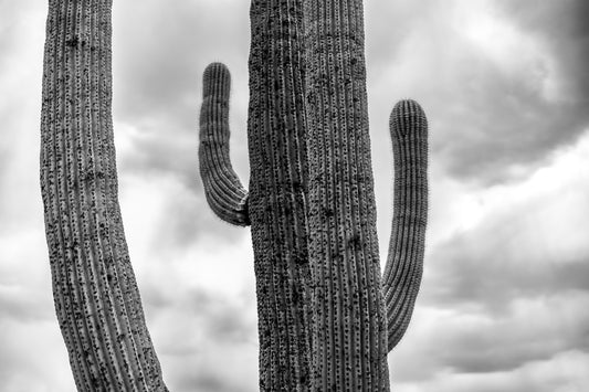 Weathered Lines - Black and White Saguaro Cactus Print | Textured Arms & Desert Sky