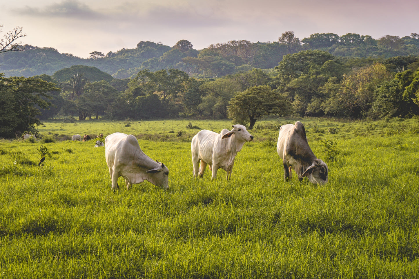 Evening Graze - Cattle in a Costa Rican Pasture | Animal Photo Print