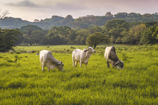 Evening Graze - Cattle in a Costa Rican Pasture | Animal Photo Print