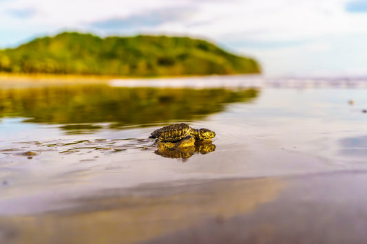 Coastal Mirror - Baby Turtle Reflected on the Shore | Costa Rica Print