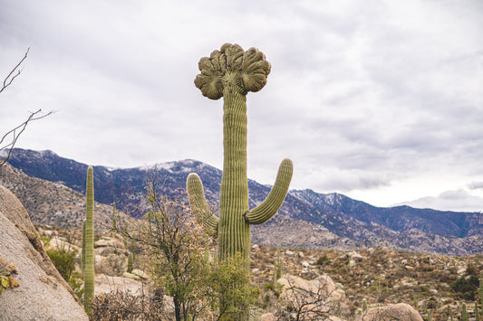 Crowned Giant – Crested Saguaro Photography Print | Santa Catalina Mountains & Desert Brush