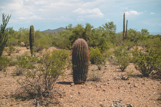 Prickled in Purple - Arizona Desert Cactus Print | Barrel Cactus, Saguaros & Sonoran Landscape