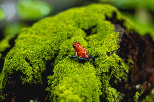 Emerald Throne - Poison Dart Frog on Rainforest Moss | Costa Rica Wildlife Photography