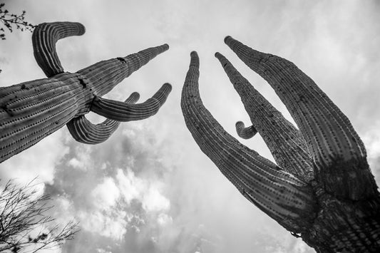 Giants Above – Black and White Saguaro Cactus Print | Arizona Desert Sky & Texture