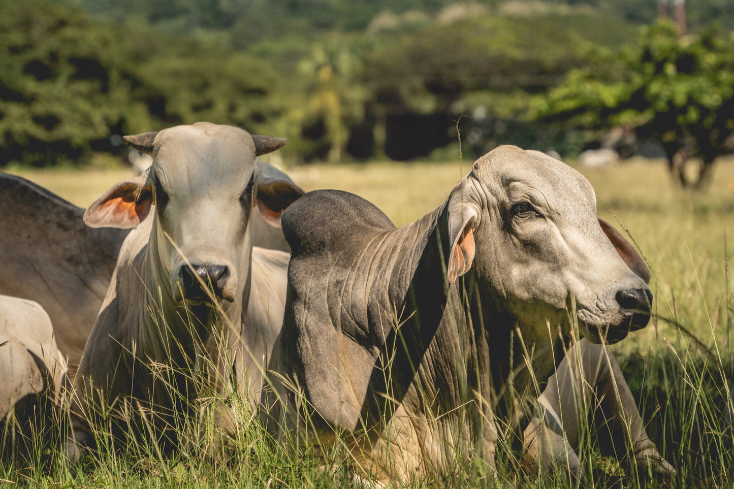 Guardians of the Pasture - Brahman Cattle in Costa Rica Photograph