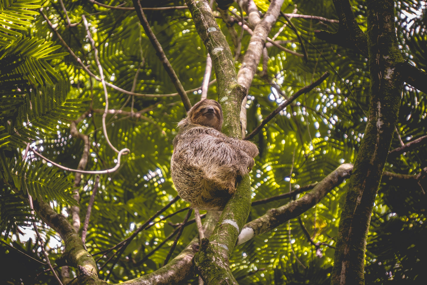 Jungle Dreamer - Three-Toed Sloth in Lush Costa Rica Canopy