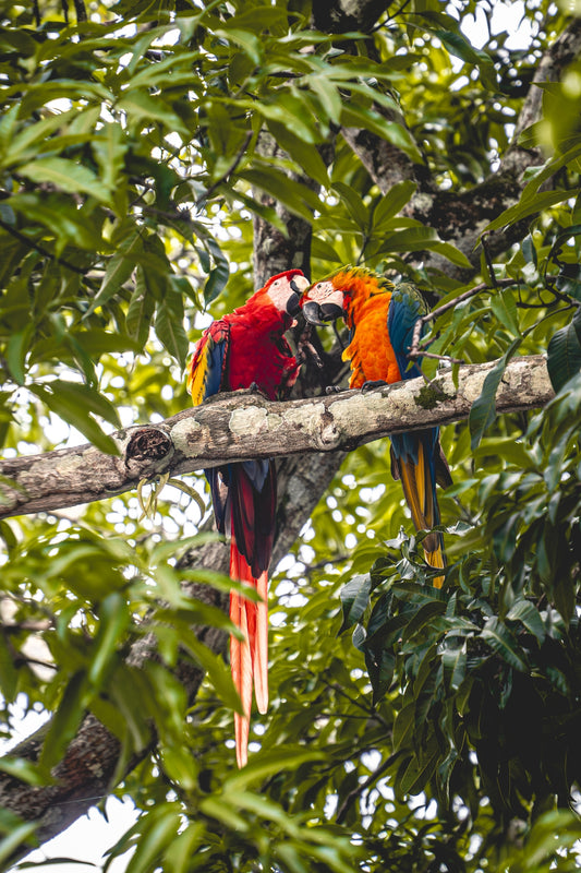 Tropical Pair – Scarlet Macaws in Tree | Costa Rica Bird Photography Print