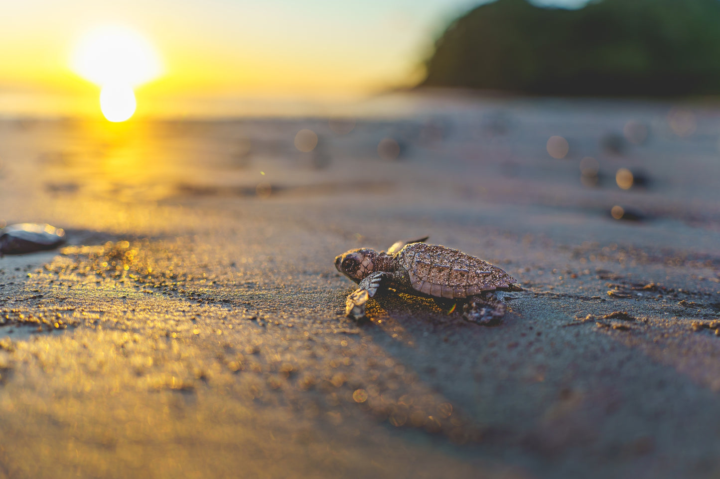 Afternoon Ascent - Olive Ridley Hatchling at Sunset | Costa Rica Wildlife Print