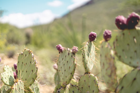 Cactus Bloom – Prickly Pear with Red Fruit | Arizona Desert Botanical Print