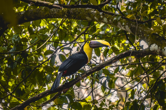 Canopy Light - Chestnut-Mandibled Toucan in the Trees | Costa Rica Wildlife Print