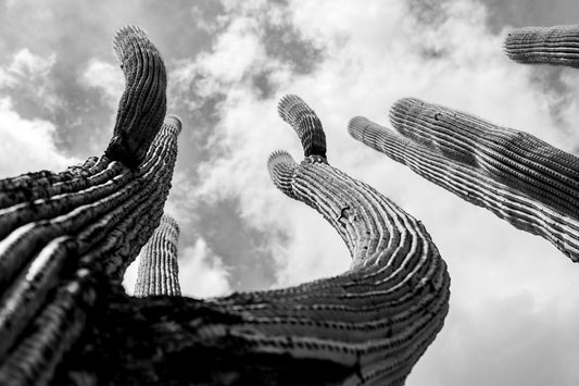 Skyward Arms - Saguaro Cactus Photography Print | Textured Cactus & Desert Sky Composition