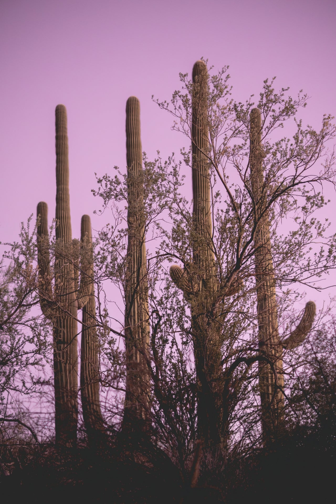 Four Guardians - Saguaro Cactus Sunset Print | Desert Tree Silhouette & Purple Sky