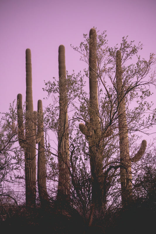 Four Guardians - Saguaro Cactus Sunset Print | Desert Tree Silhouette & Purple Sky