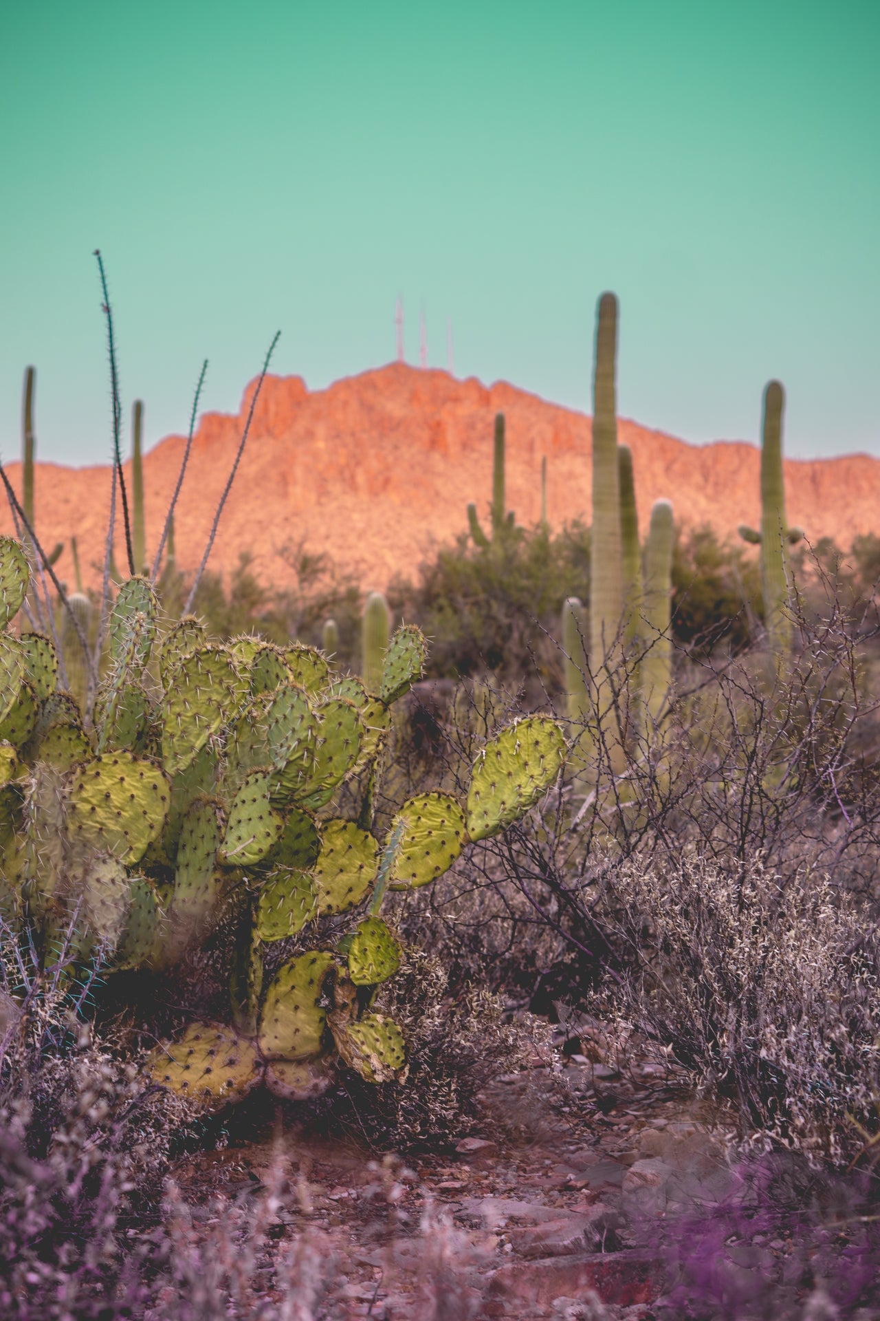 Desert Reverie – Tucson Mountains Sunset Print | Prickly Pear, Saguaros & Glowing Ridge