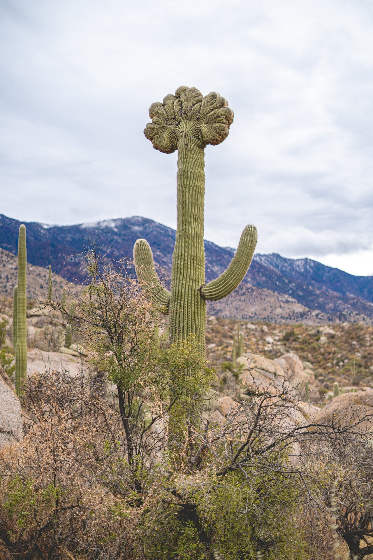 Crowned Giant – Crested Saguaro Photography Print | Santa Catalina Mountains & Desert Brush