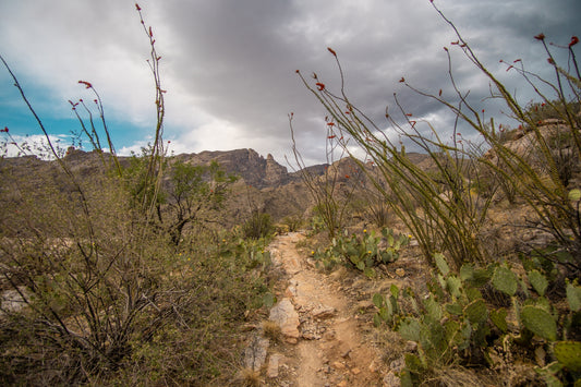 Trail to Finger Rock – Santa Catalina Mountains Desert Print | Ocotillo & Prickly Pear Landscape